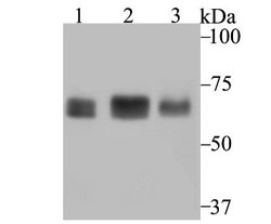 CHAF1B Rabbit anti-Human, Clone: JG92-30, Novus Biologicals 100 &mu;L | Buy Online | Novus Biologicals | Fisher Scientific